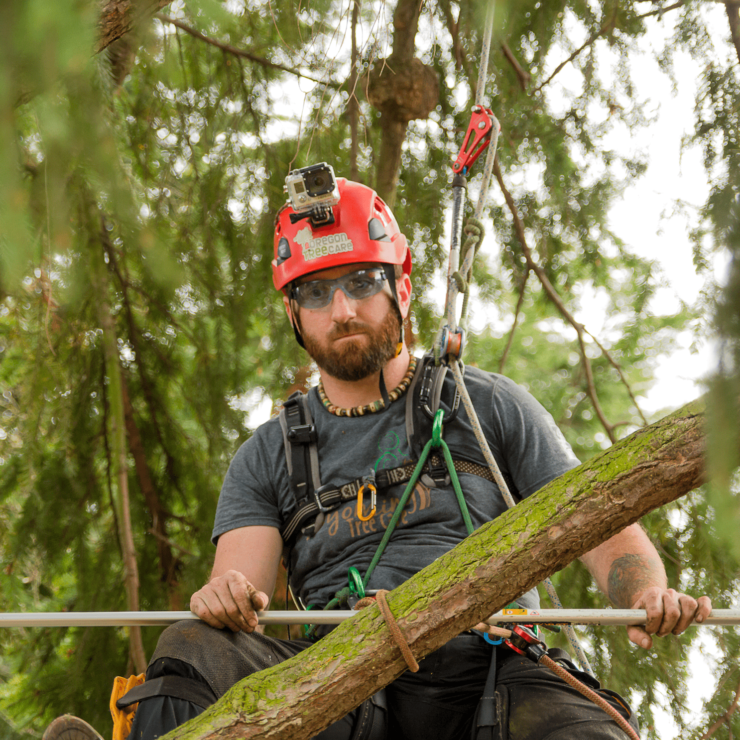 tree cabling professionals oregon tree care